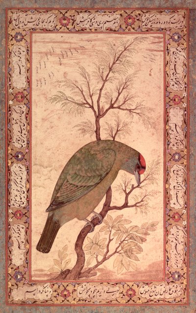 A Barbet (Himalayan Blue-Throated Bird) Jahangir Period, Mughal by Mansur